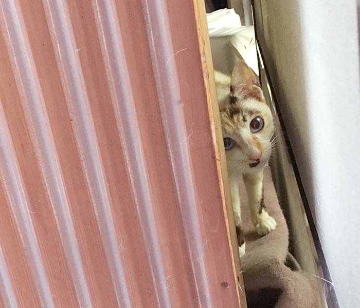 マザー,ルーフ,保護猫,外猫,子育て,スキップ