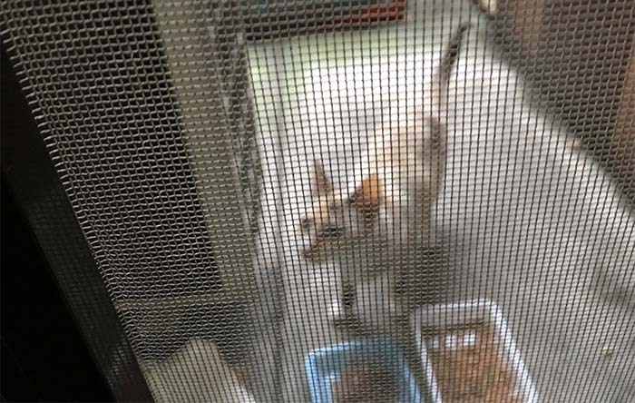 マザー,ルーフ,保護猫,外猫,子育て,スキップ