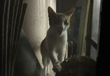 マザー,ルーフ,福岡,猫,ご飯,保護,寄付