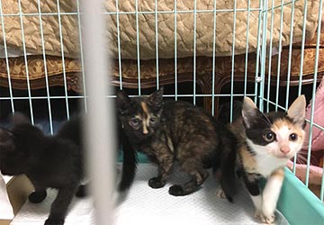 スキップ,赤ちゃん,マザー,ルーフ,保護猫,里親,募集