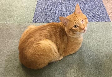 スキップ,保護猫,マザー,ルーフ,陸,福岡,トラ猫