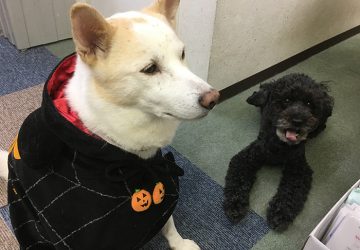 今日の犬猫,福岡,保護犬,ハロウィン,北斗,マザー,ルーフ