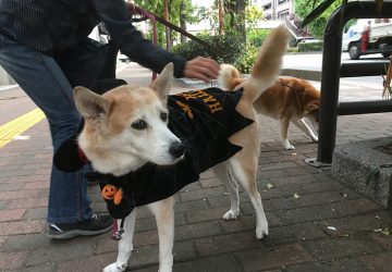 今日の犬猫,福岡,保護犬,ハロウィン,ホワイト,太陽,マザー,ルーフ