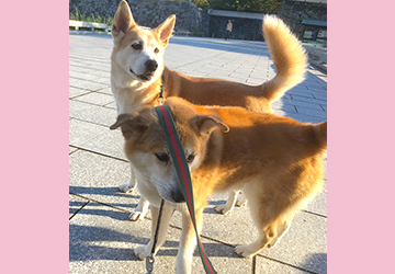今日の犬猫,マザー,ルーフ,福岡,保護犬,保護猫,お散歩,秋