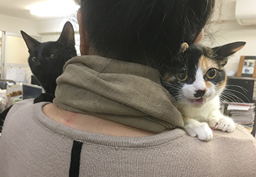 今日の犬猫,マザー,ルーフ,福岡,保護犬,保護猫,里親,募集