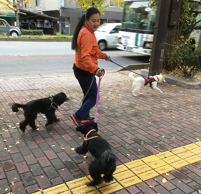 今日の犬猫,マザー,ルーフ,保護,犬,福岡,お散歩