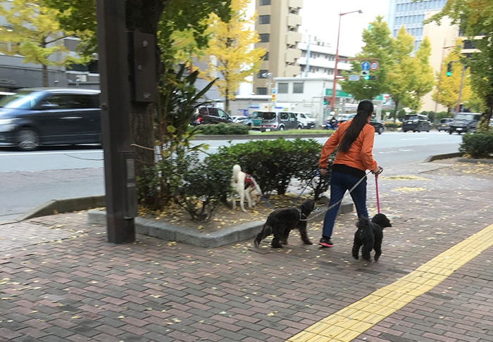 今日の犬猫,マザー,ルーフ,保護,犬,福岡,お散歩
