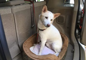 今日の犬猫,マザー,ルーフ,福岡,ドライブ,北斗,保護犬