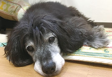 マザー,ルーフ,福岡,保護犬,シニア犬,腎臓,貧血,チワワ,腫れる