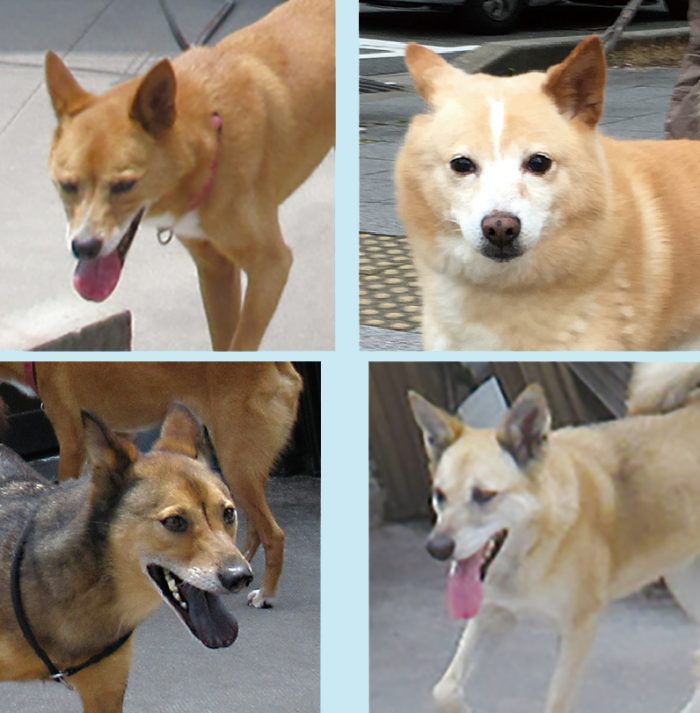 マザー,ルーフ,福岡,保護,猫,犬,雨,散歩