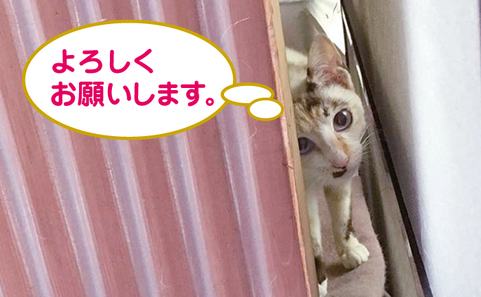 マザー,ルーフ,保護猫,赤ちゃん猫,外猫,スキップ