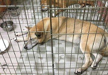 マザー,ルーフ,福岡,保護犬,保護猫,部屋,吠える,ストレス,不動産