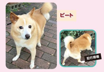 マザールーフ,ビート