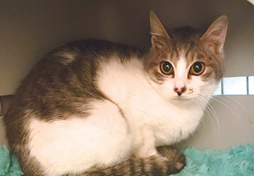 マザー,ルーフ,福岡,保護猫,外猫,口内炎,歯肉炎