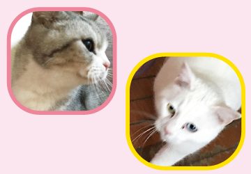 マザー,ルーフ,福岡,保護猫,肥満,注意