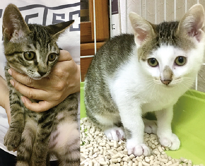 マザー,ルーフ,福岡,保護,猫,犬,里親,募集