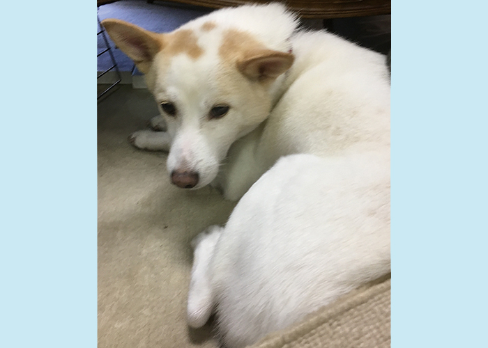 マザー,ルーフ,福岡,保護,猫,犬,老化