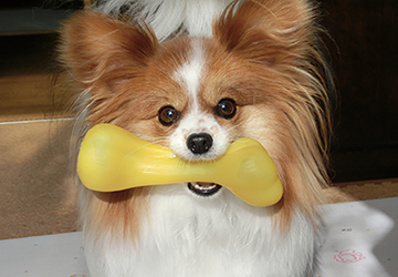 動物,健康,気になる,体調,変化,年齢,食事,見直す