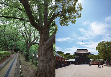 記者コラム,自然不足,自然欠乏症候群,疲労,不調,心身,健康