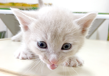 マザー,ルーフ,福岡,里親,子猫,保護猫,決定