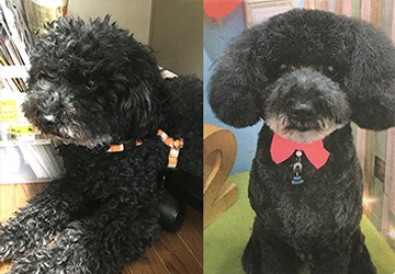 記者コラム,マザー,ルーフ,トリミング,トイプードル,アニマルケア,福岡