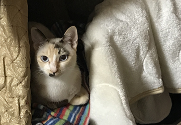 今日の犬猫,マザー,ルーフ,福岡,保護猫,保護犬,遊ぶ,陸