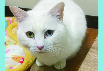 マザー,ルーフ,福岡,里親,オッドアイ,保護猫,白猫