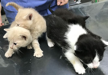 マザー,ルーフ,赤ちゃん猫,保護猫,成長,里親募集,福岡