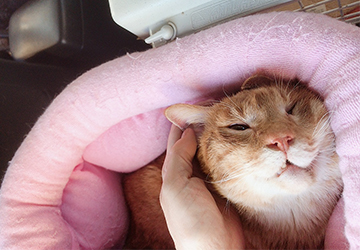 マザー,ルーフ,福岡,点滴,陸ちゃん,動物,病院,暴れる,病気