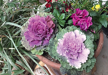 寄せ植え,庭造り,ガーデニング,花,緑,自然