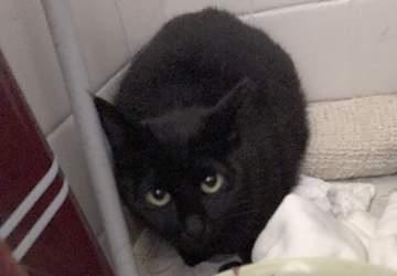 マザー,ルーフ,外猫,捕獲,保護,去勢,避妊,地域猫,傷,里親,募集