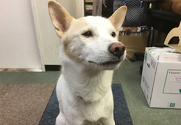 今日の犬猫,マザー,ルーフ,福岡,保護犬,お散歩,ボランティア,北斗