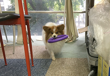今日の犬猫,マザー,ルーフ,保護,犬,福岡,パピヨン