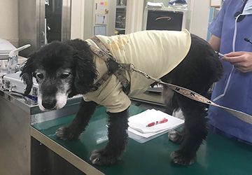 マザー,ルーフ,福岡,高齢犬,保護犬,貧血,鉄分,注射,子猫,保護猫