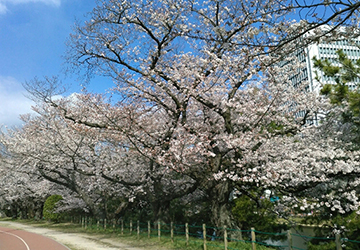 お花見,桜,福岡市,コロナ,大濠公園,舞鶴公園,福岡城趾,お散歩