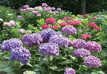 プレゼント,花庭園,あじさい苑,筥崎宮,招待券,あじさい