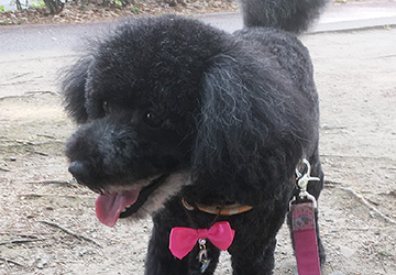 マザー,ルーフ,福岡,保護犬,トイプードル,気管支,咳,動物病院