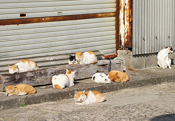 記者,コラム,動物,猫,縁,お世話,里親,大切