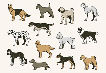 記者,ブログ,ハスキー,大型犬,犬種,特徴,知識,勉強