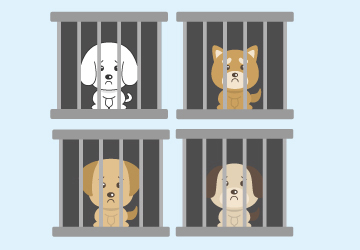 マザー,ルーフ,福岡,佐賀,ニュース,殺処分,犬80頭