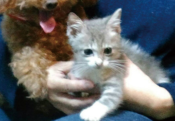 マザー,ルーフ,福岡,保護猫,赤ちゃん猫,野良猫,成長,里親