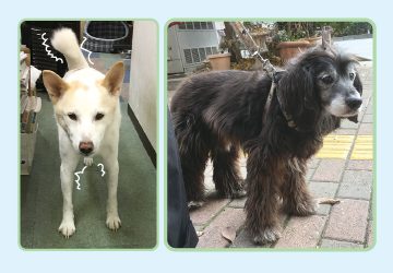 マザー,ルーフ,腫瘍,犬,震え,病気,福岡
