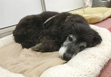 マザー,ルーフ,福岡,貧血,保護犬,腎臓,輸血