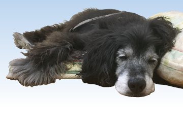 マザールーフ,高齢犬,腎臓病,貧血,サプリ,キラリ,葉酸
