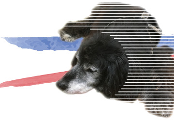 マザー,ルーフ,福岡,高齢犬,腎臓病,貧血,倒れる,キラリ,肝臓癌