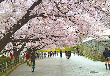福岡,桜,花見,スポット,イベント,菜の花,桜祭り
