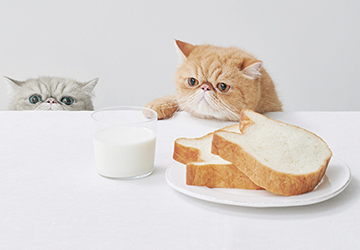HEART,BREAD,ANTIQUE,MARK IS,福岡,ももち,ねこねこ,食パン