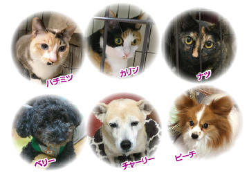 マザー,ルーフ,福岡,高齢犬,保護犬,病気,下痢,寒さ