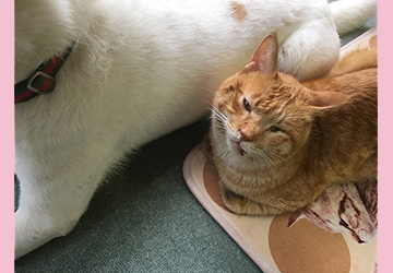 今日の犬猫,マザー,ルーフ,福岡,保護犬,保護猫,ひなたぼっこ,仲良し