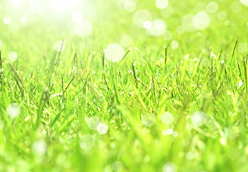 スキコミ,マイブーム,NetFlix,グレイス＆フランキー,熟年離婚,ジェーン・フォンダ,友情,自立,おっとっと,完食,老犬,腎臓ケア,完食